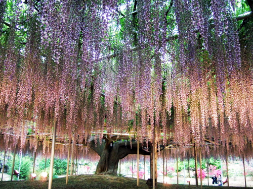 Glicine al Parco di Ashikaga Tochigi JP